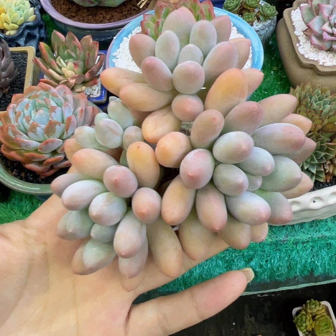 汤圆多肉植物多肉