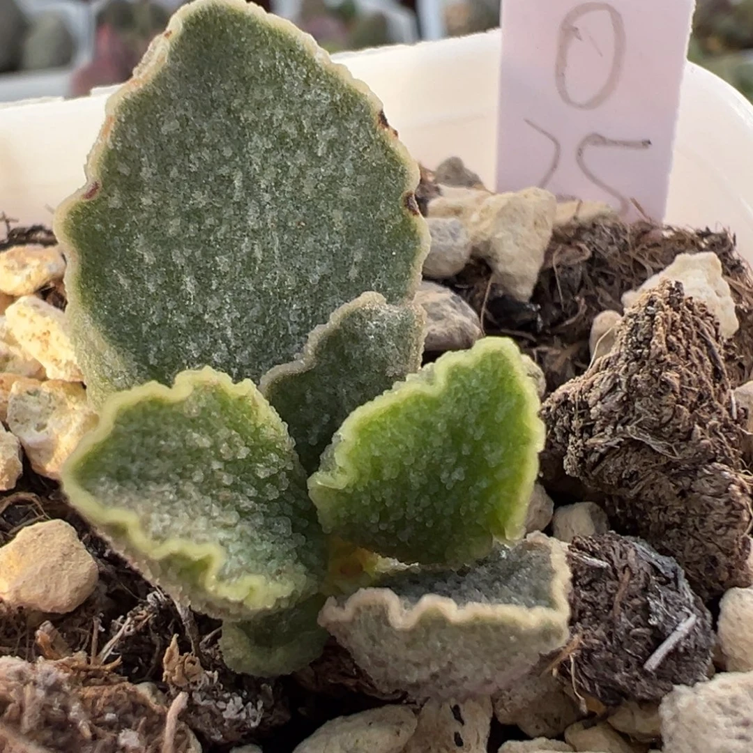 实生新品大苗多肉植物水泡