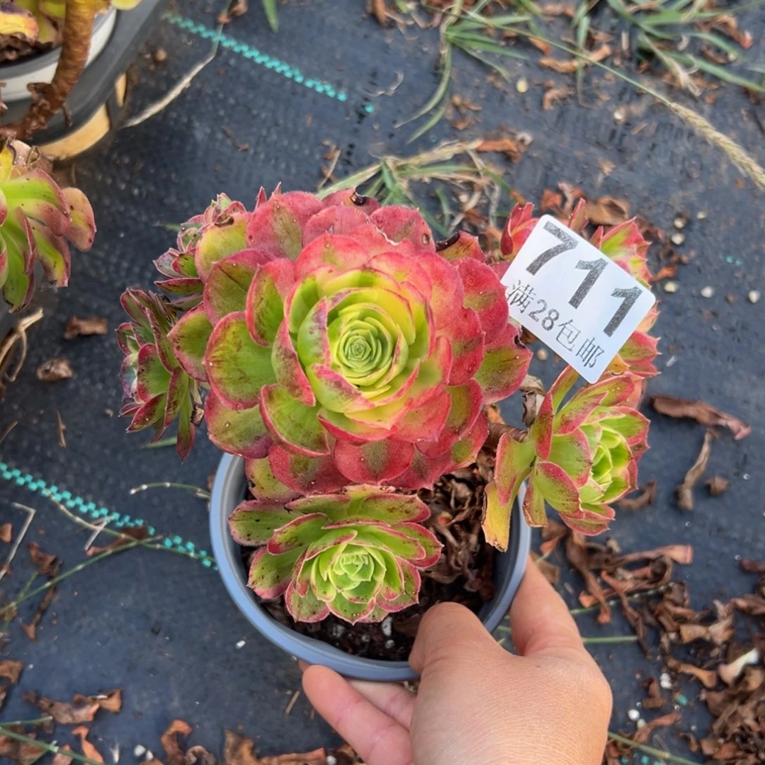 多肉植物711无售后