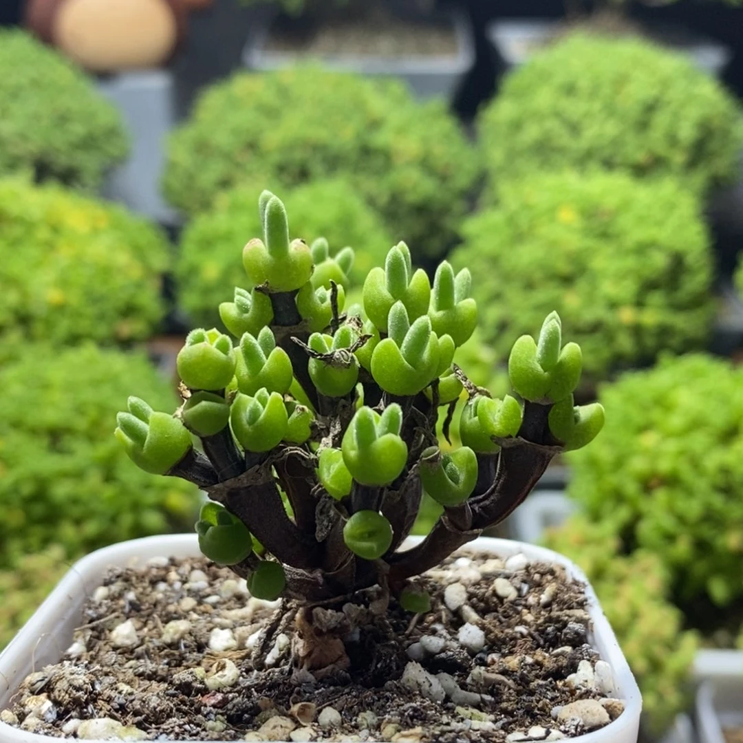 枝干兔子0105枝干番杏