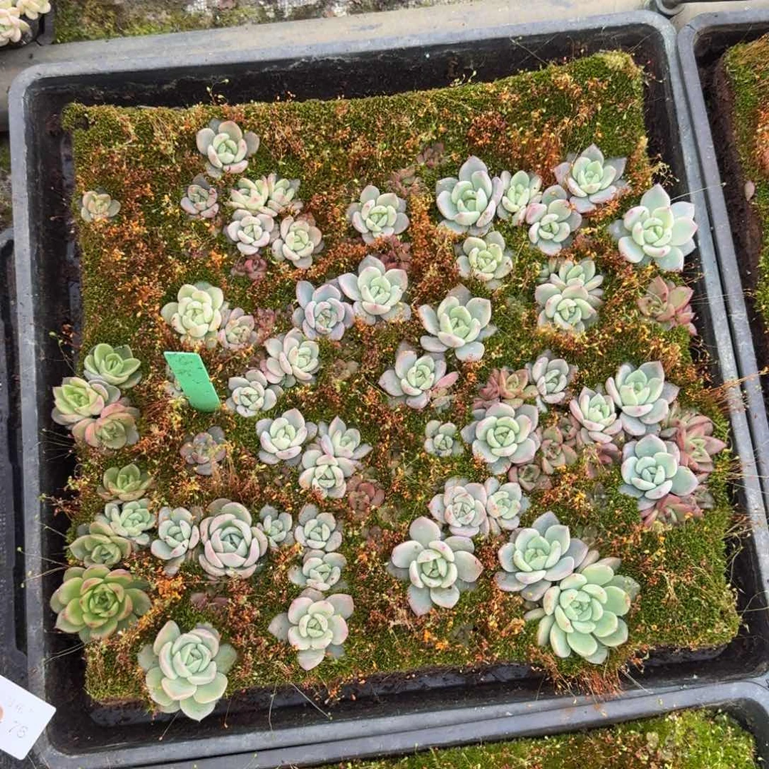 带跳舞草q橙romeo量拍22-76