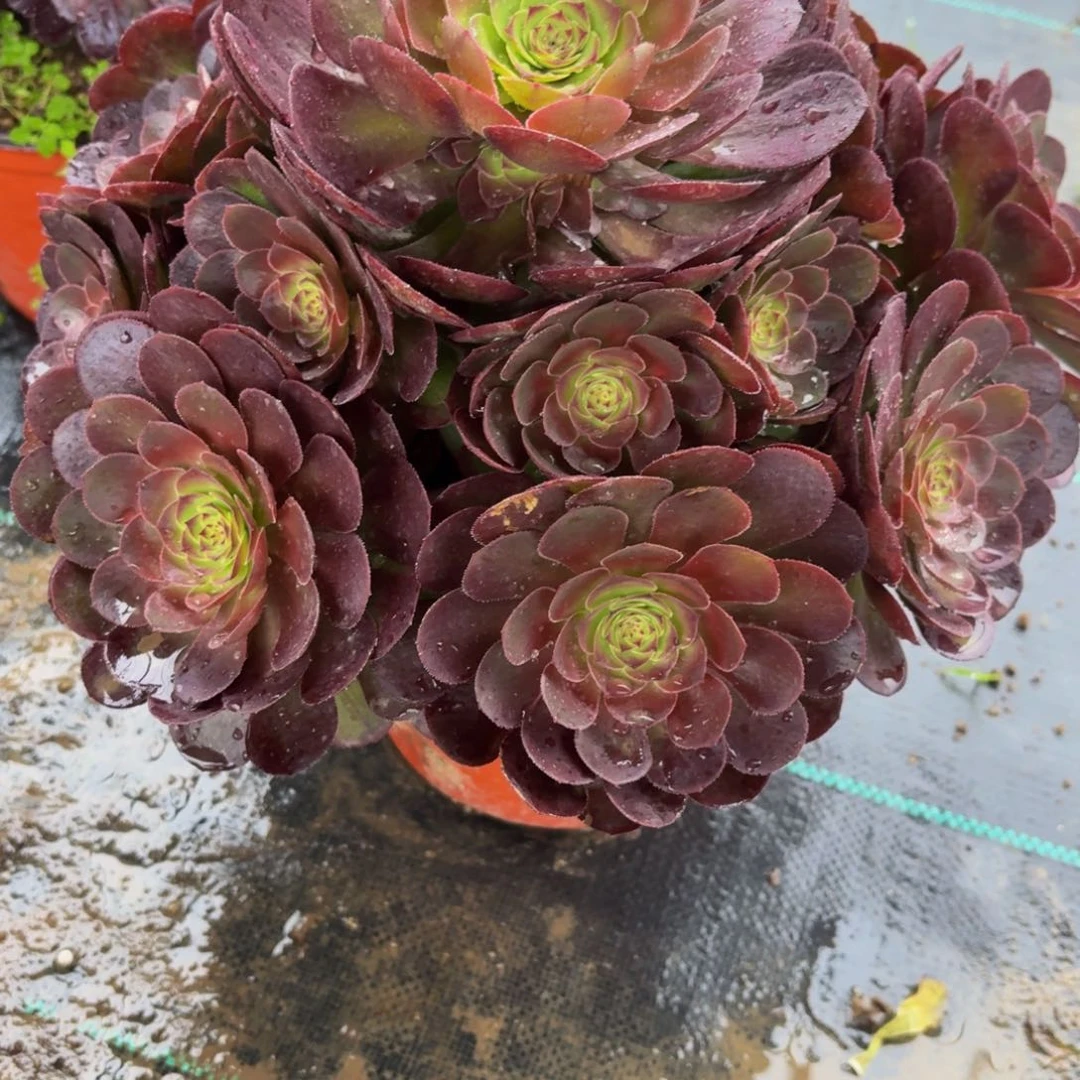 391多肉植物捧花的
