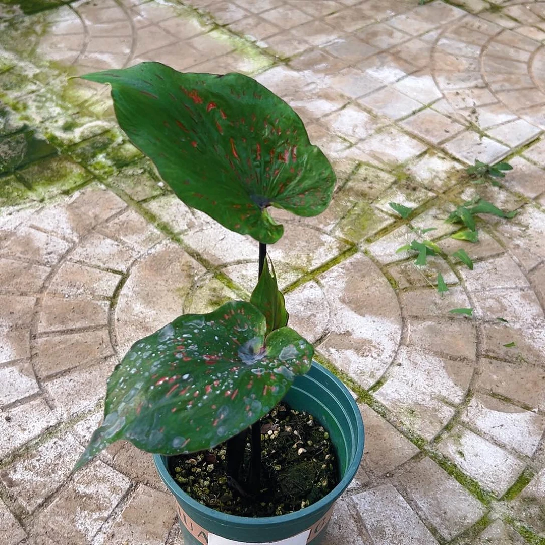 木***易完全开放一物一拍3651