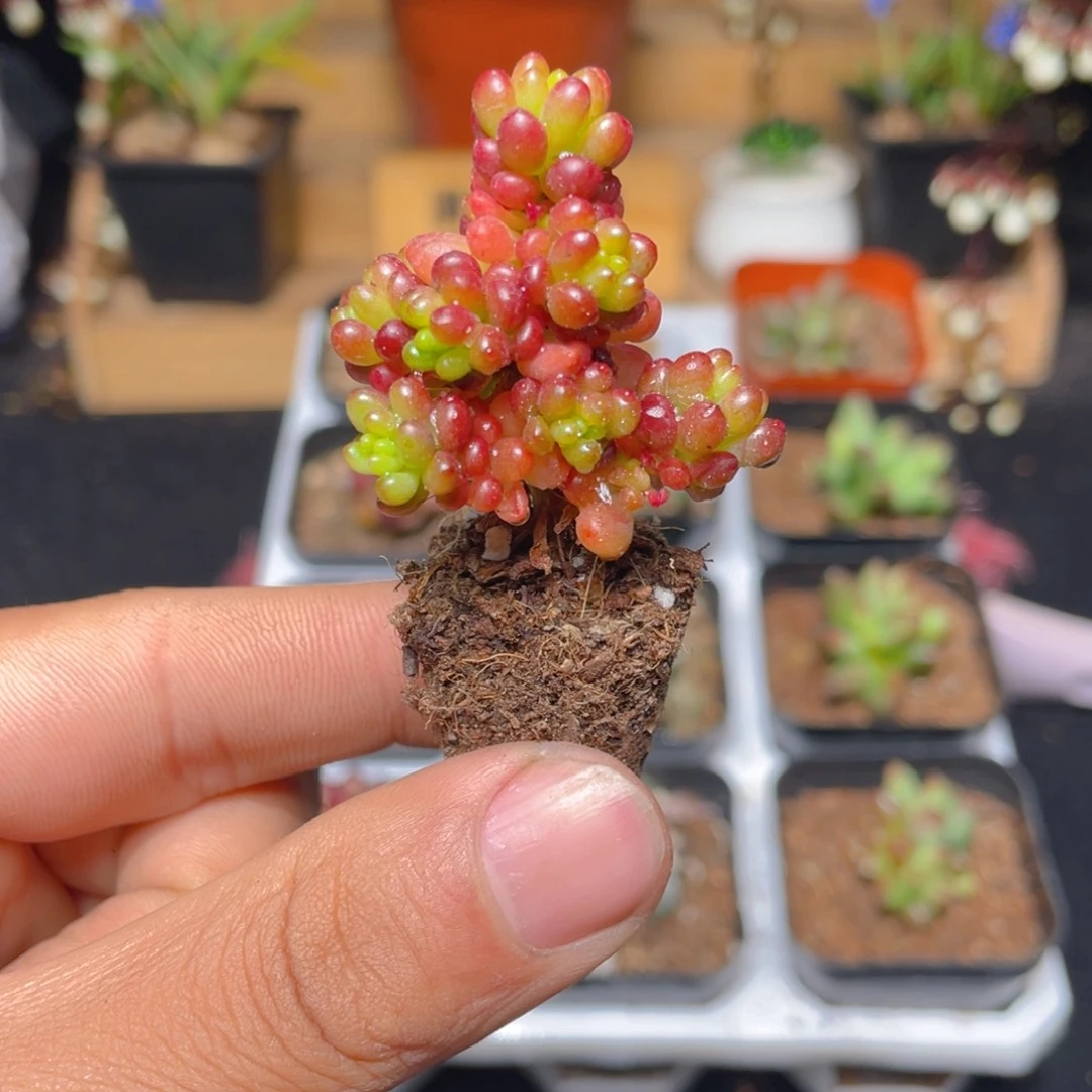 浆果多肉9.9包邮发货