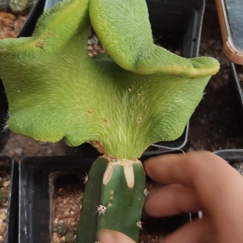 2440无根的青龙缀化仙人球