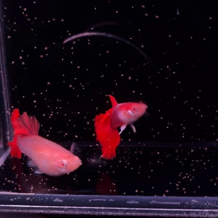 孔雀鱼半月尾折扇白子1对公微微瑕