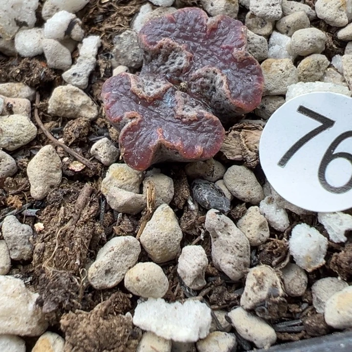 76号这颗多肉有点好看