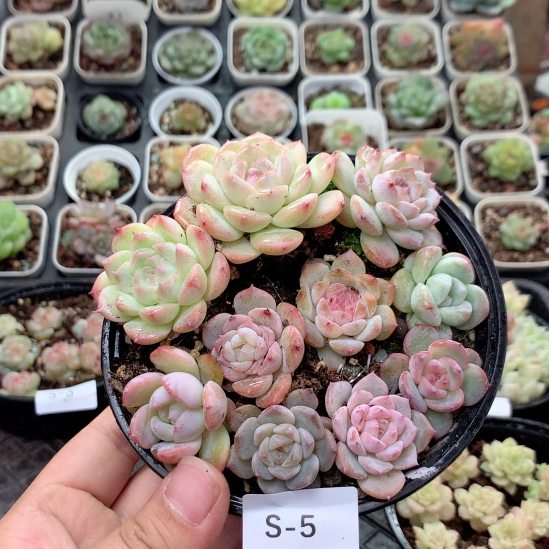 无花朵S5混珍妮Lucy 冰玉 溏心