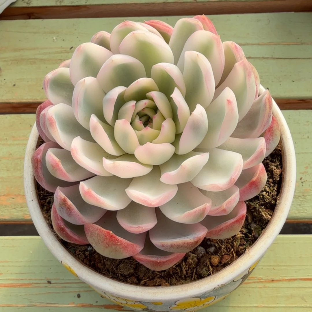 超白雨燕座锦锦上园艺一物一拍