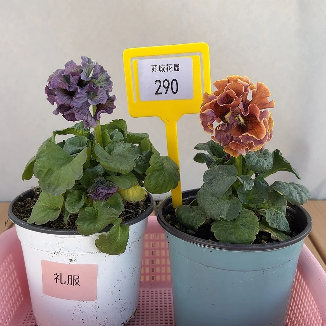 大部分开放少量花苞290