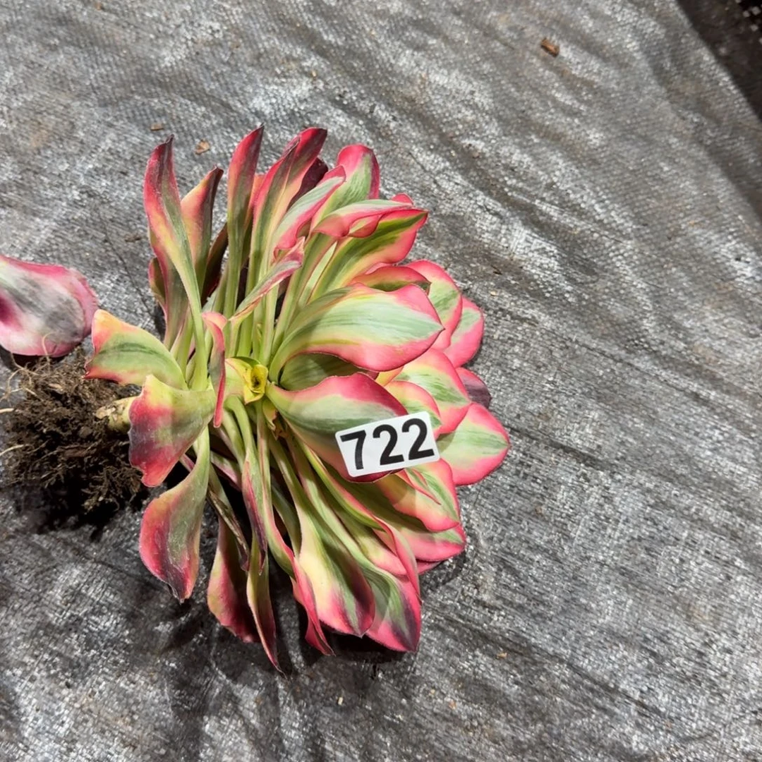 722多肉植物爱丽丝