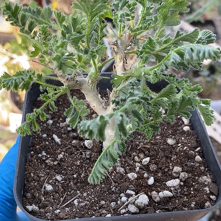 532沙漠洋葵带盆一一一一