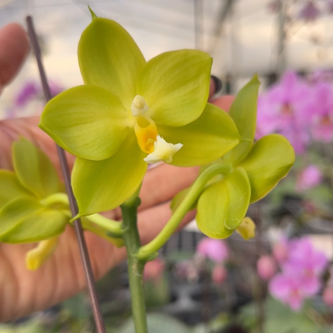 大部分花苞少量开放雅风长青822