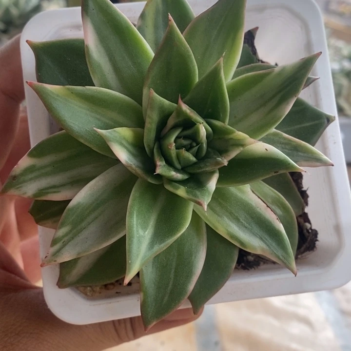 033藏宝图锦锦锦锦
