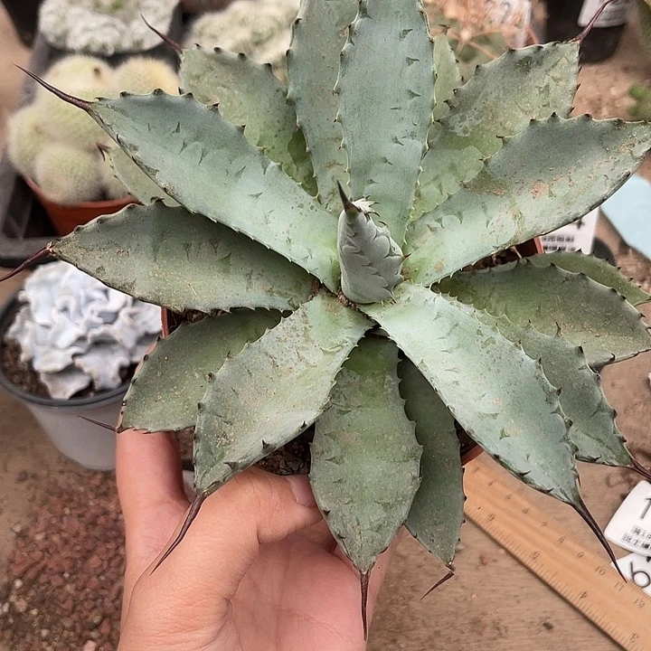 237芭蕾之舞仙人球植物