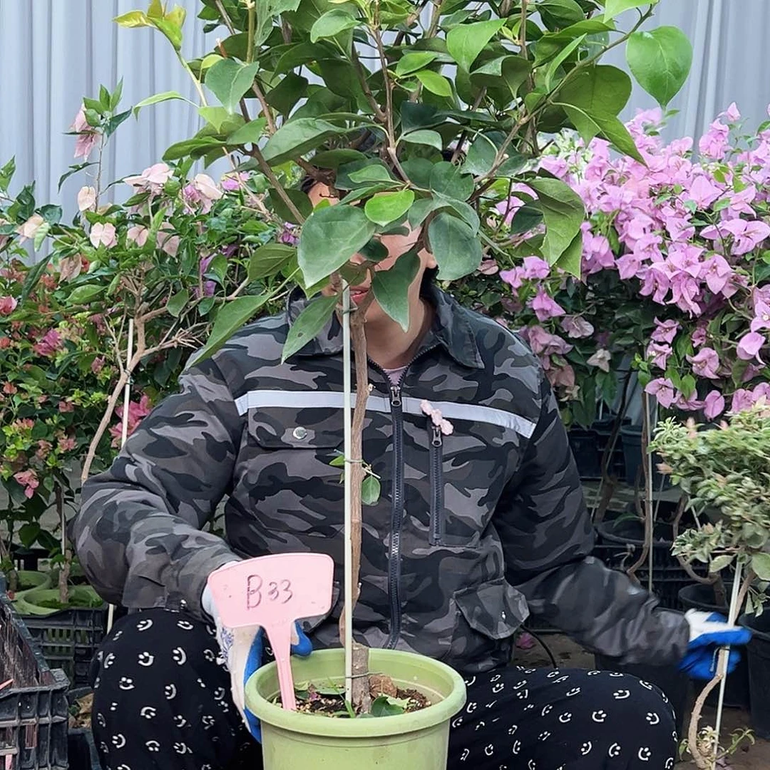 懿****大部分花苞少量开放B33波妹