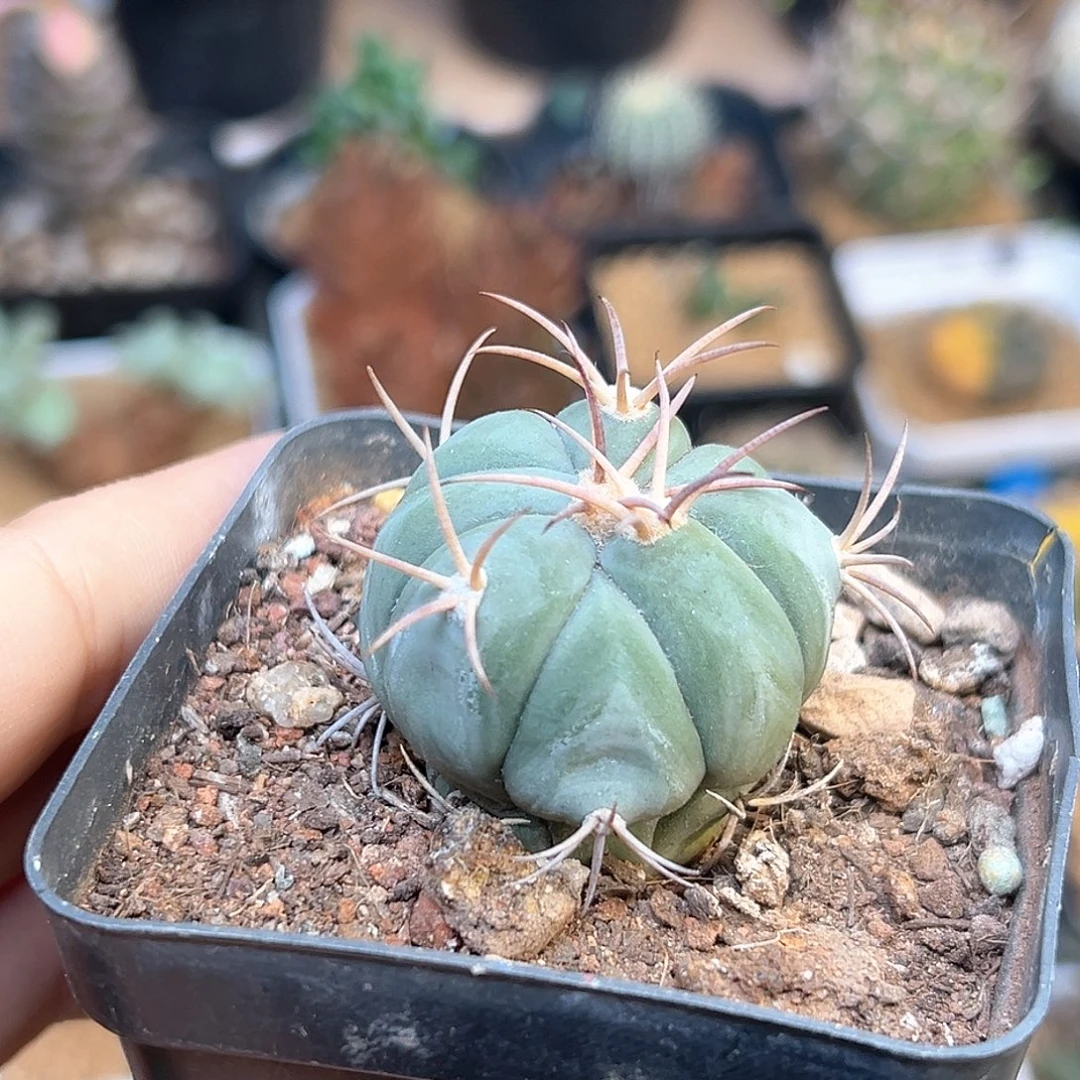 3.5cm平丸实生球111