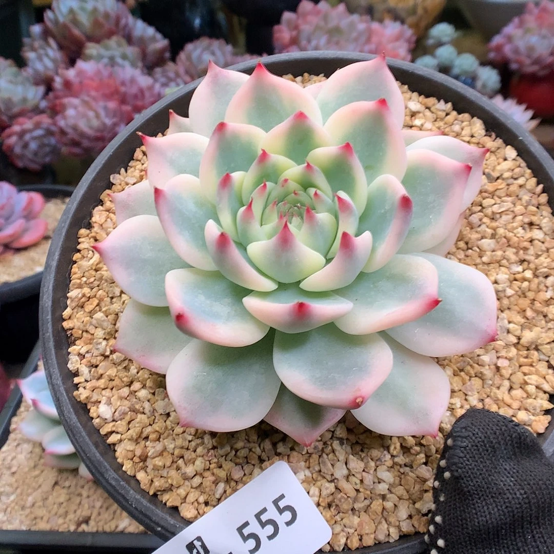 555吉娃娃锦多肉植物6666