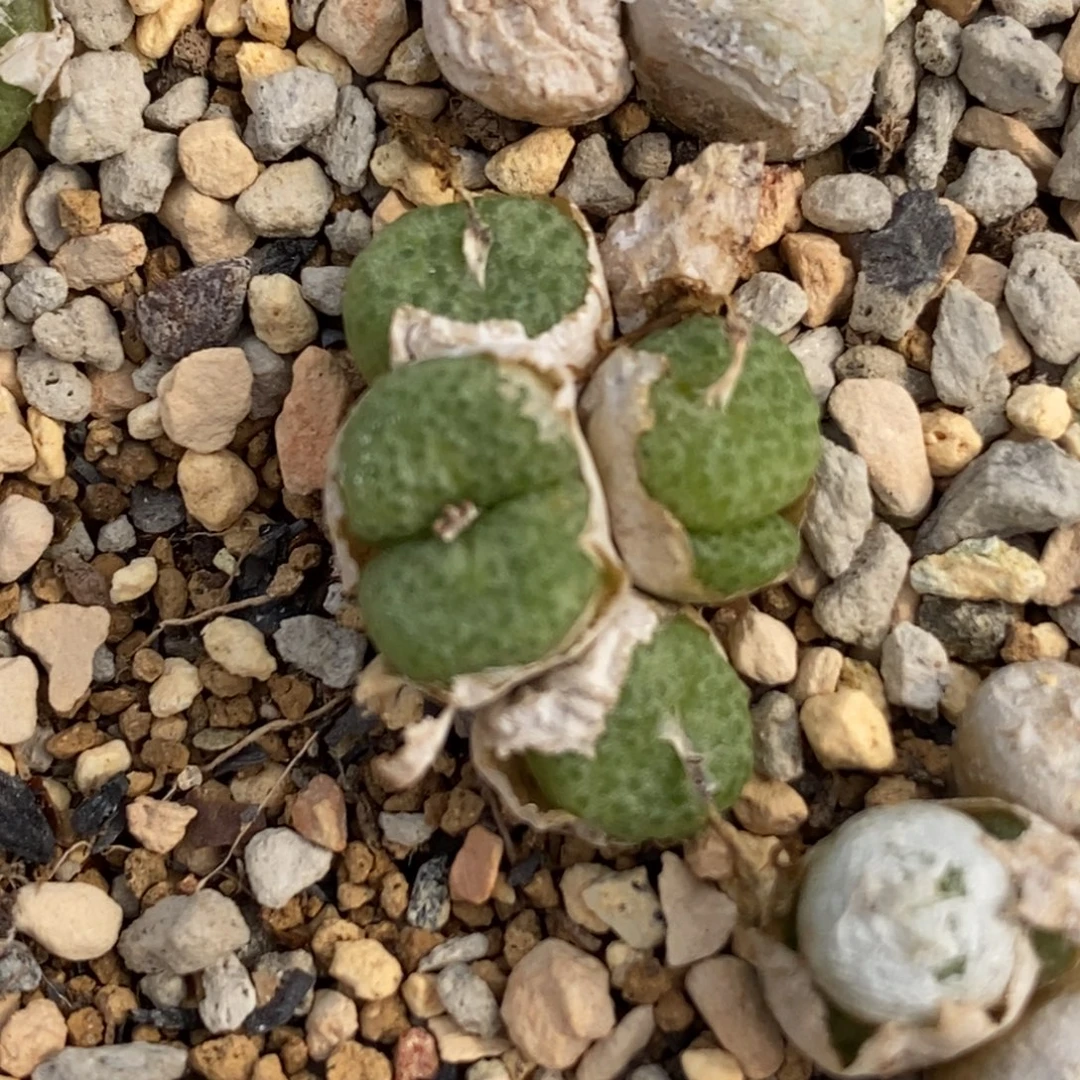 菲***焙好看好看好看青团