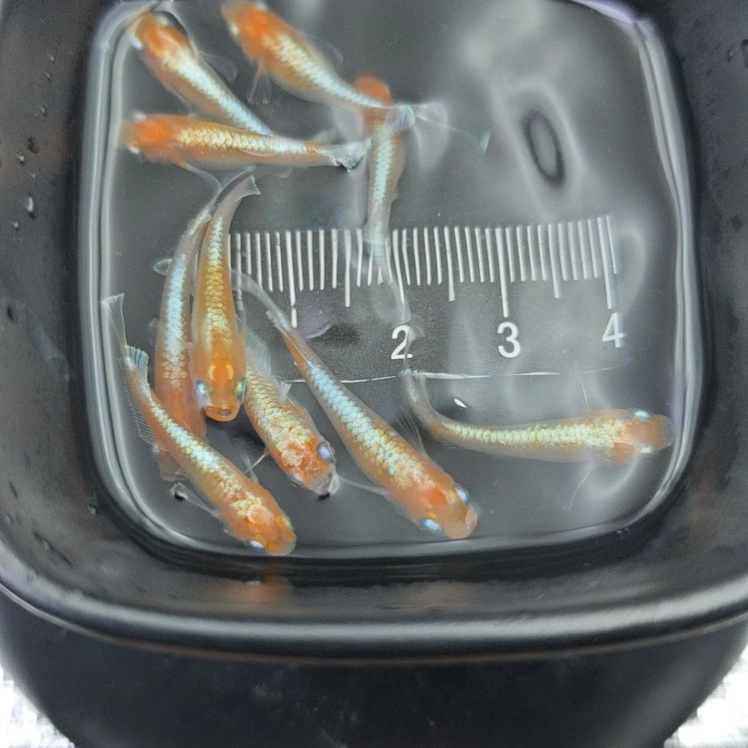 青鳉鱼观背青鳉赤壁红白一组27号10条