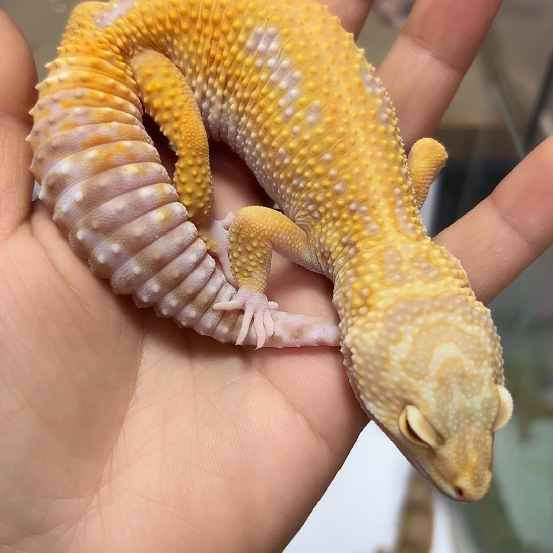 豹纹守宫豹纹守宫