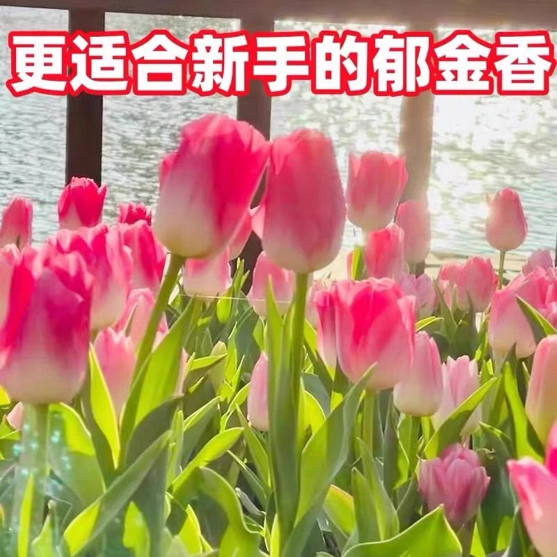 荷兰进口郁金香种球耐寒花卉四季开花水培土培球室内室外阳台盆栽