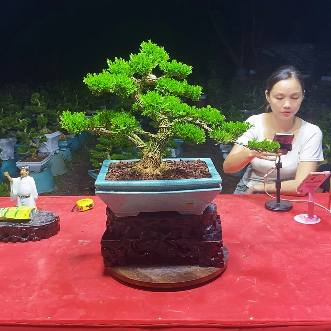 当前无花朵，栽培后可花朵
