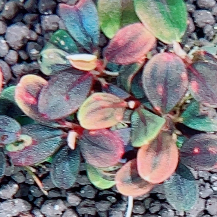 无花朵福利辣椒榕冰海