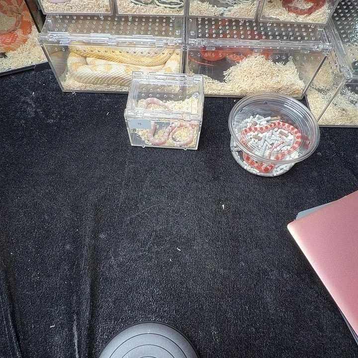 柠****雨林蝎精品雪白宠物