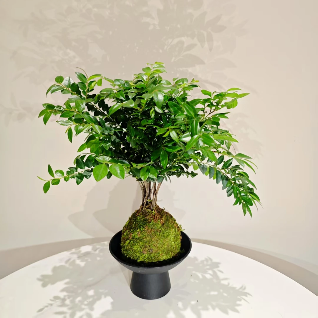 丛林款小叶紫檀水培苔藓球黑檀木桌面绿植盆景盆栽好养易活四季常