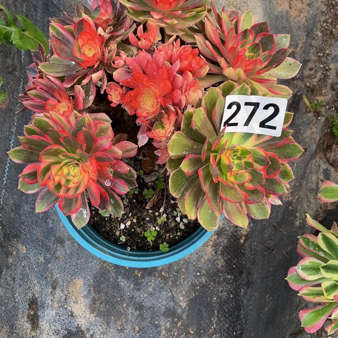 多肉法师272号海神发货不包损