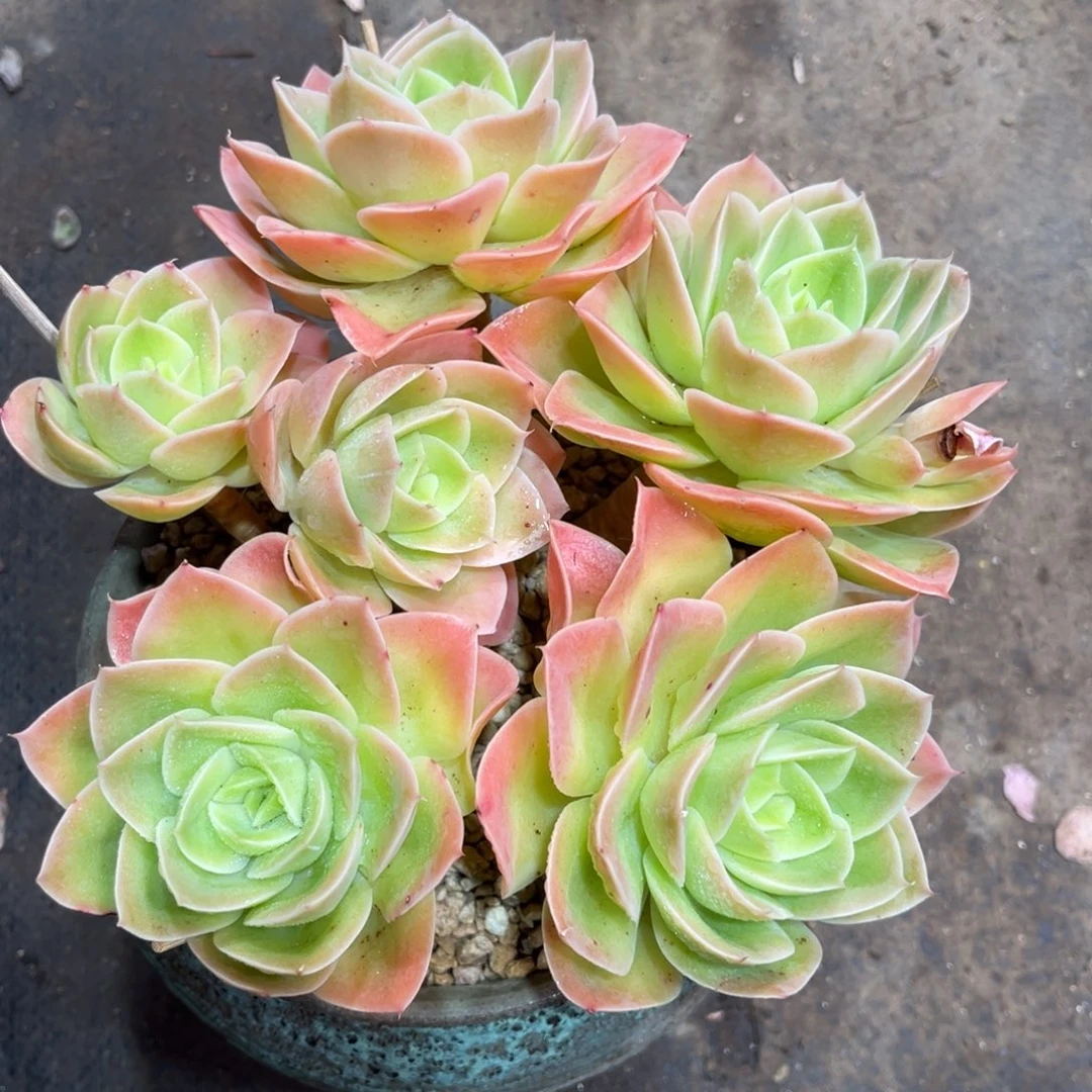 星纳塔duocitajinlvlvma