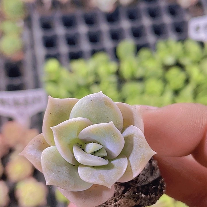 可爱玫瑰【满10颗包邮】