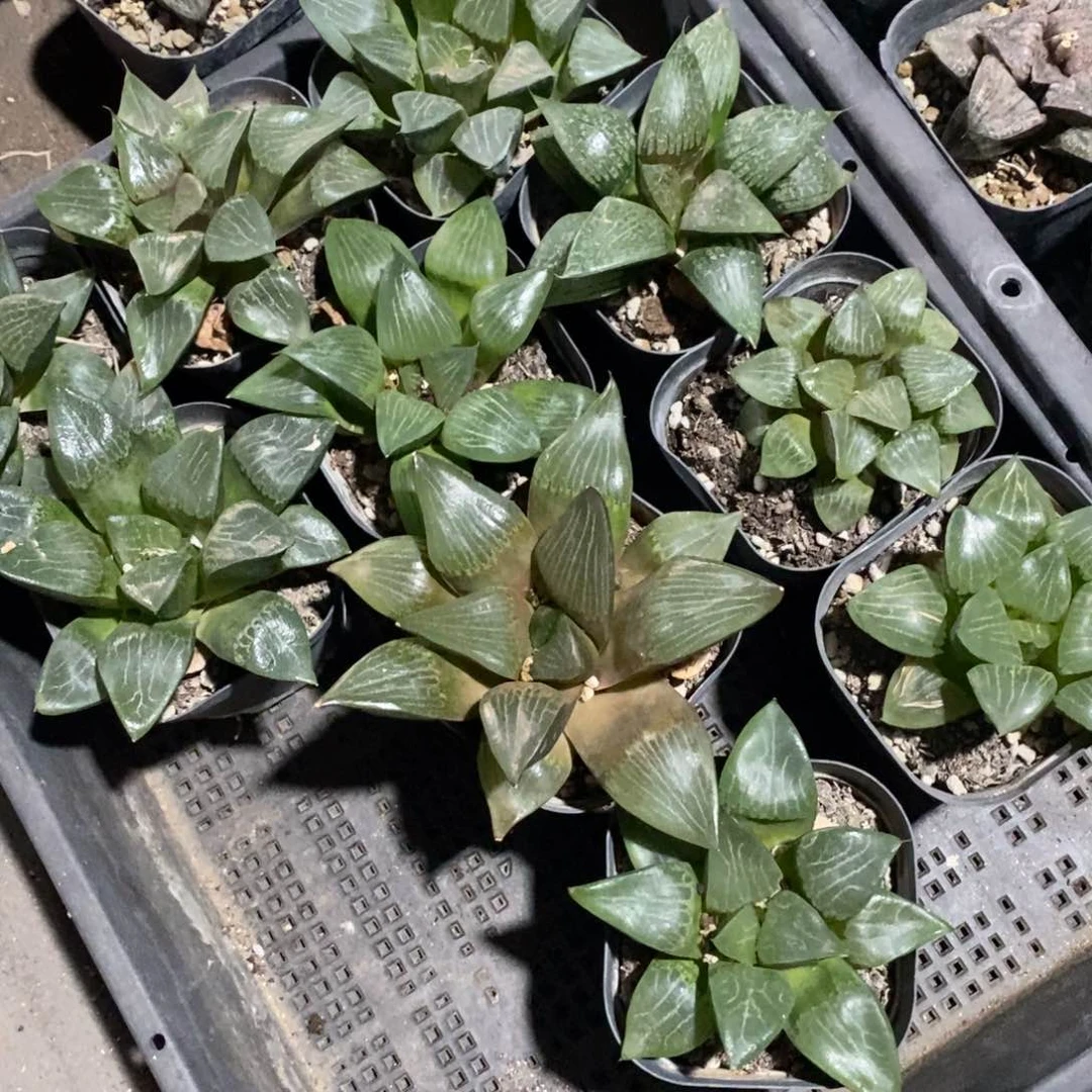 2820 一颗实生大寿 超级福利