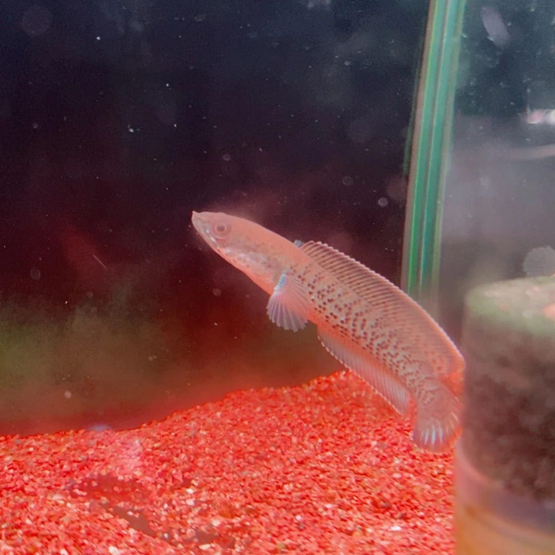 雷龙鬼王雷龙观赏鱼