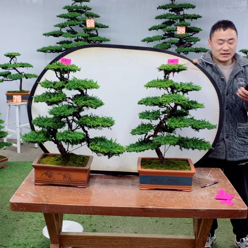 【闪购商品】盆景盆景盆景