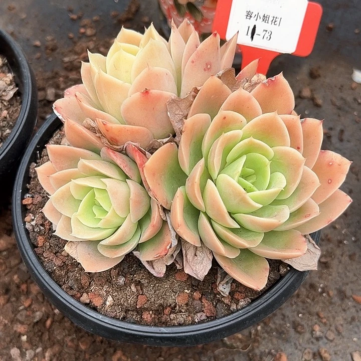 春****@11.73星娜塔一个