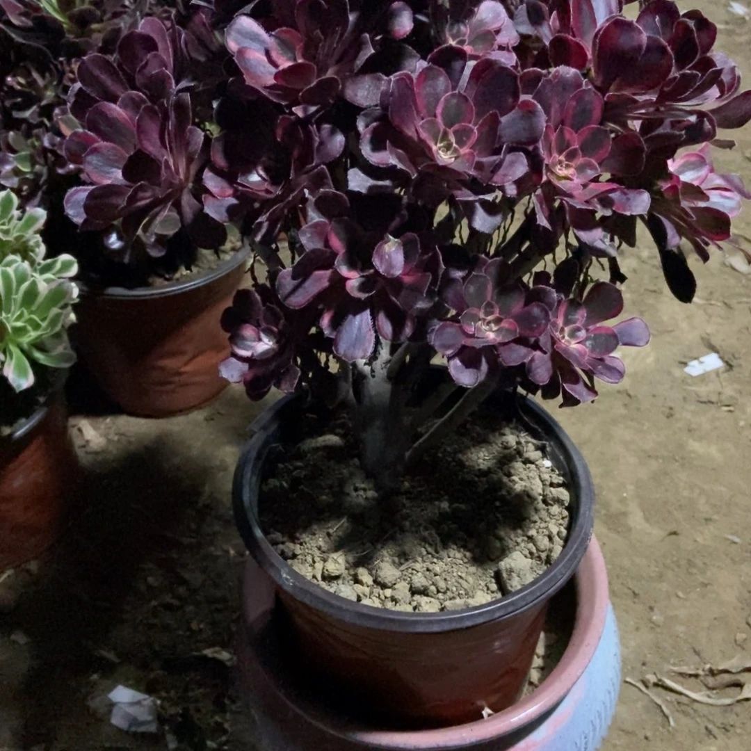 12号链接香奈儿法师