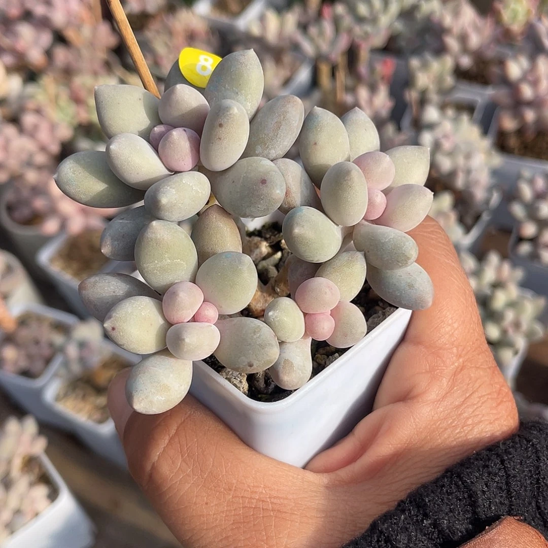 溜溜球 脱土发货 5口盆