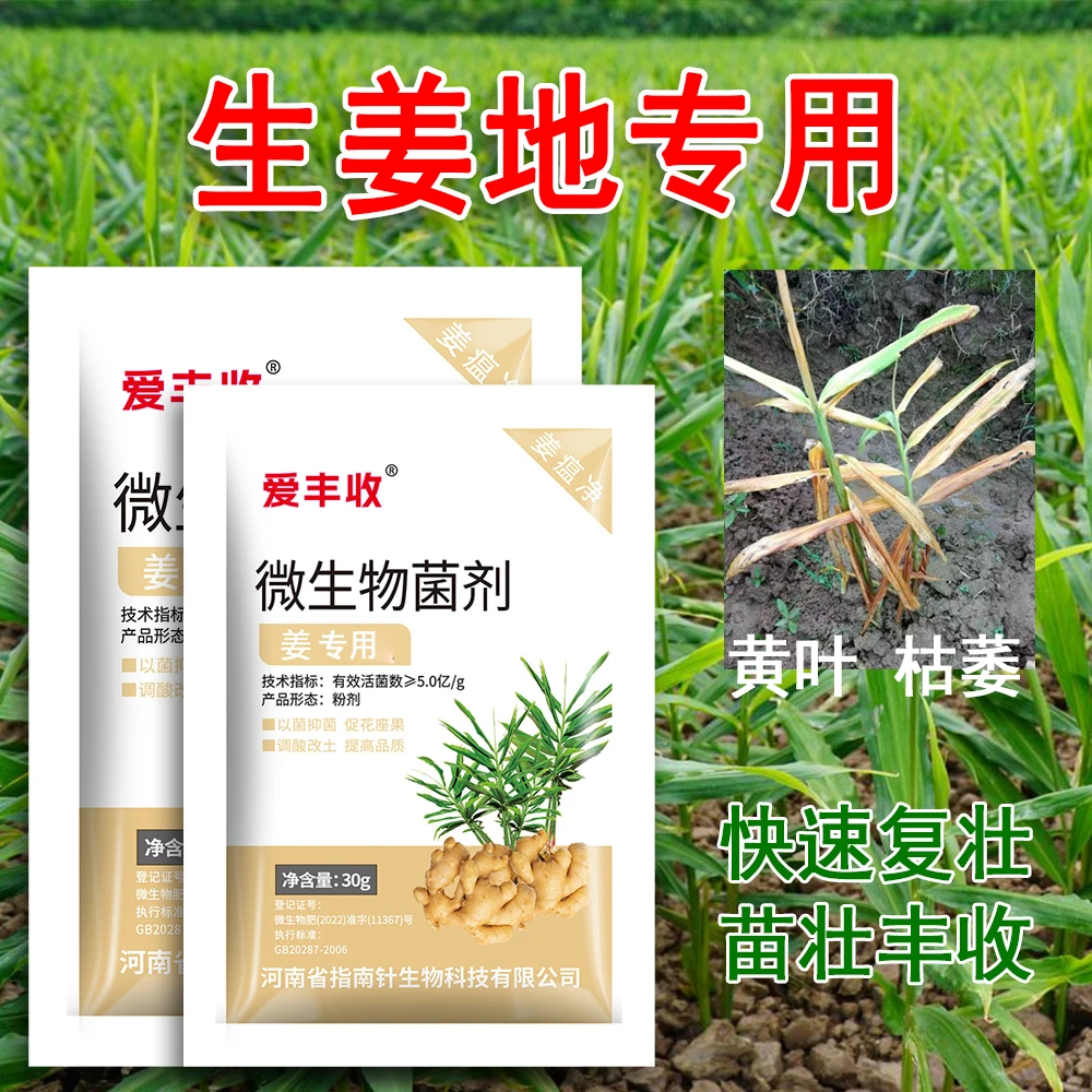 爱丰收生姜专用微生物菌剂干尖黄叶微生物叶面肥大姜提质增产菌肥