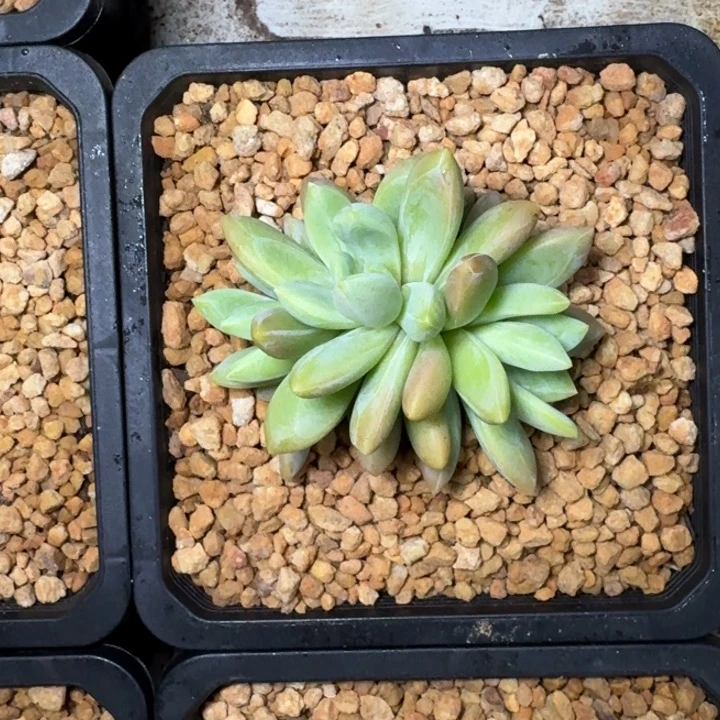 朵唯奇 3头 一物一拍