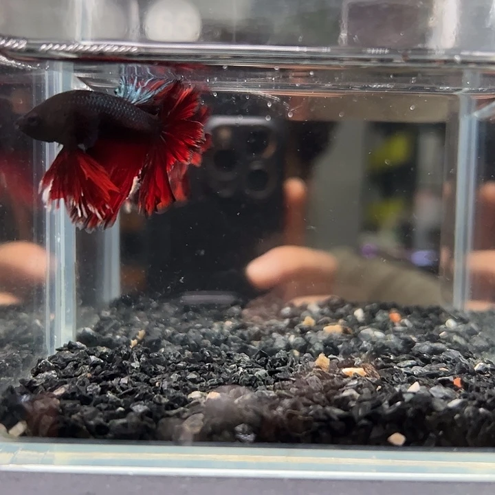 斗鱼竞拍跑单拉黑9日65