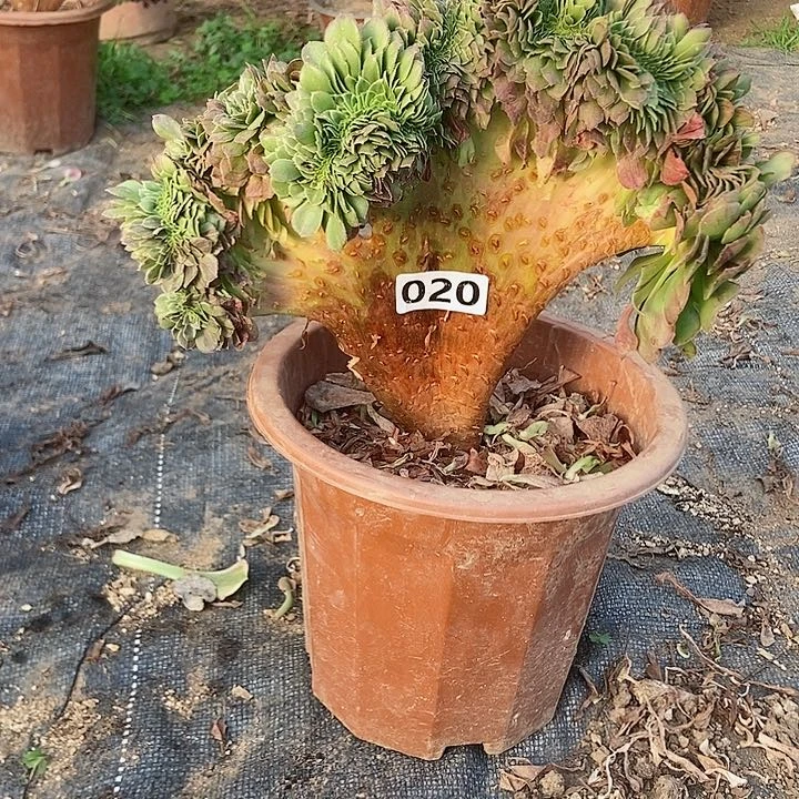 020花月夜缀化老板子微瑕疵