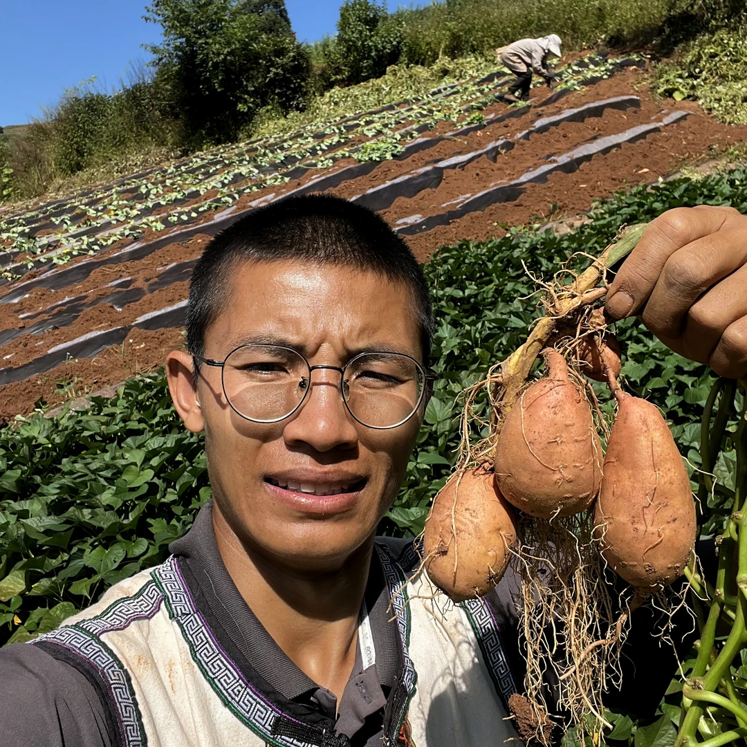 【老品种黄皮黄心蜜薯】云南高山老品种黄皮黄心蜜薯番薯红薯