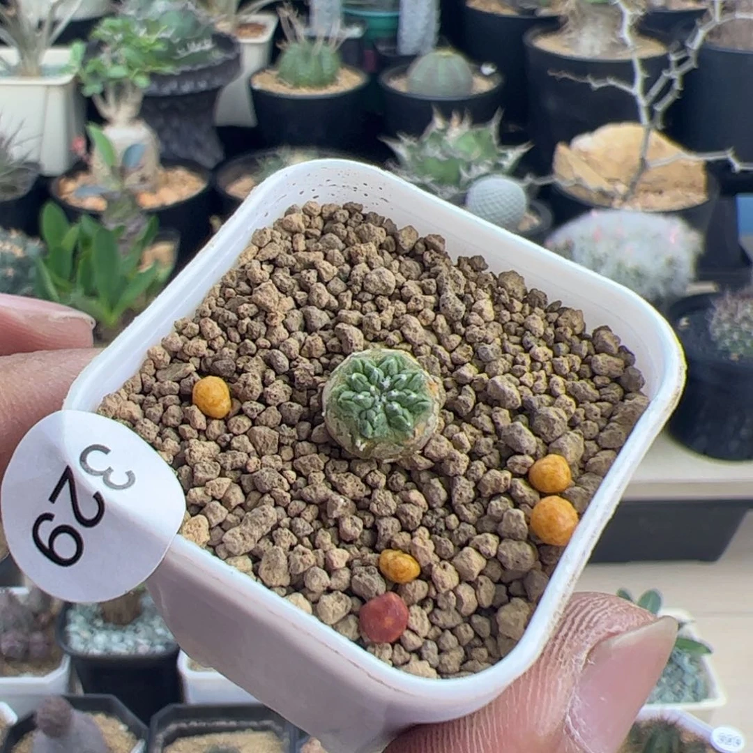 老花笼0.8实生一物一拍默认脱土发