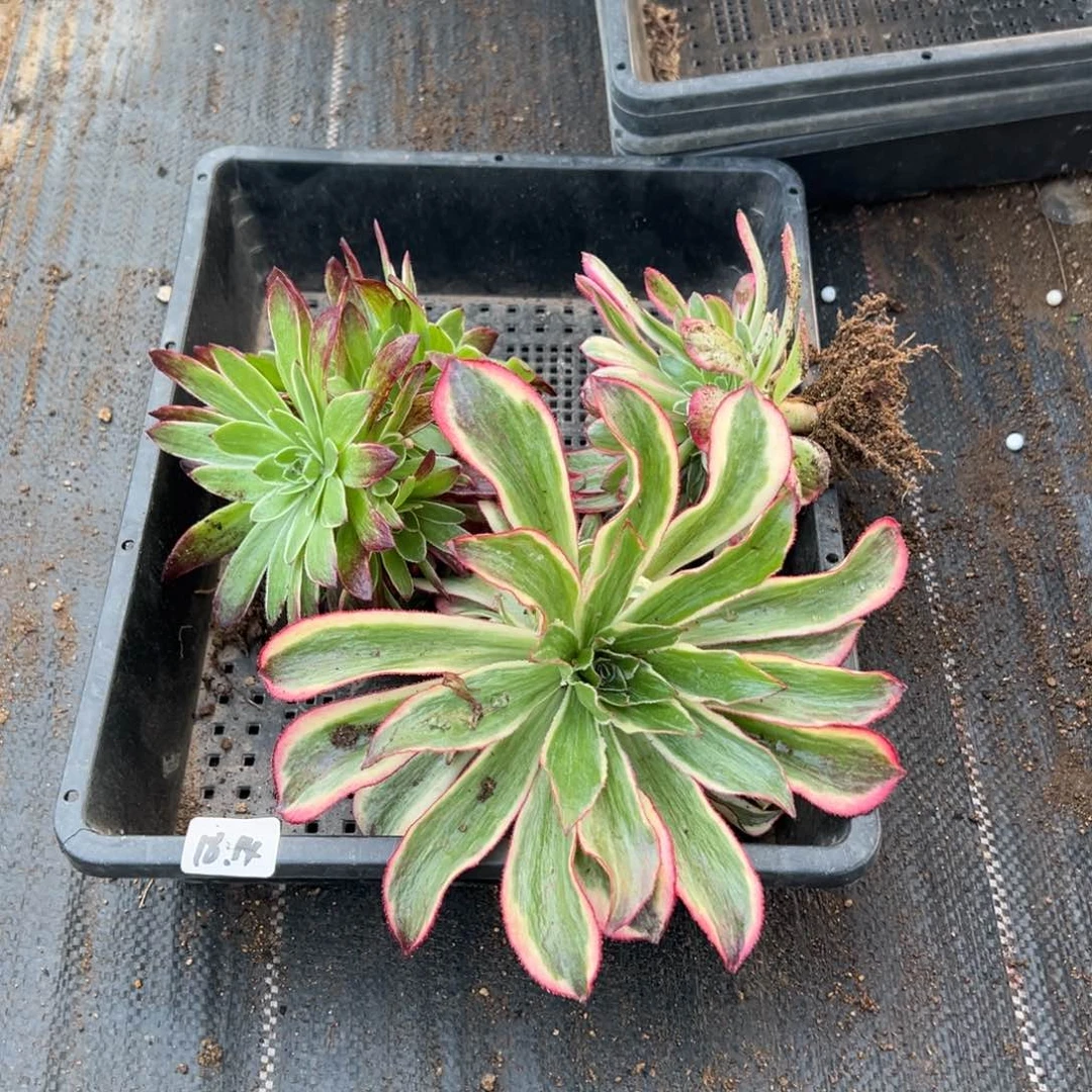 14筐多肉植物山东发