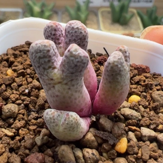 紫斑马一颗960。