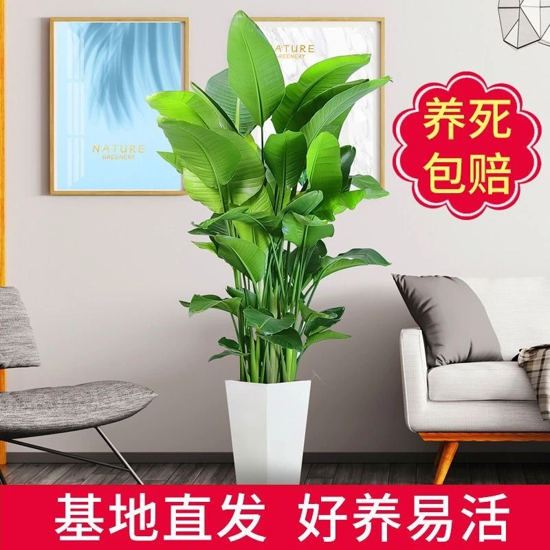 【大型绿植】1.2-1.4米天堂鸟超A级老桩苗盆栽净化空气送肥料B