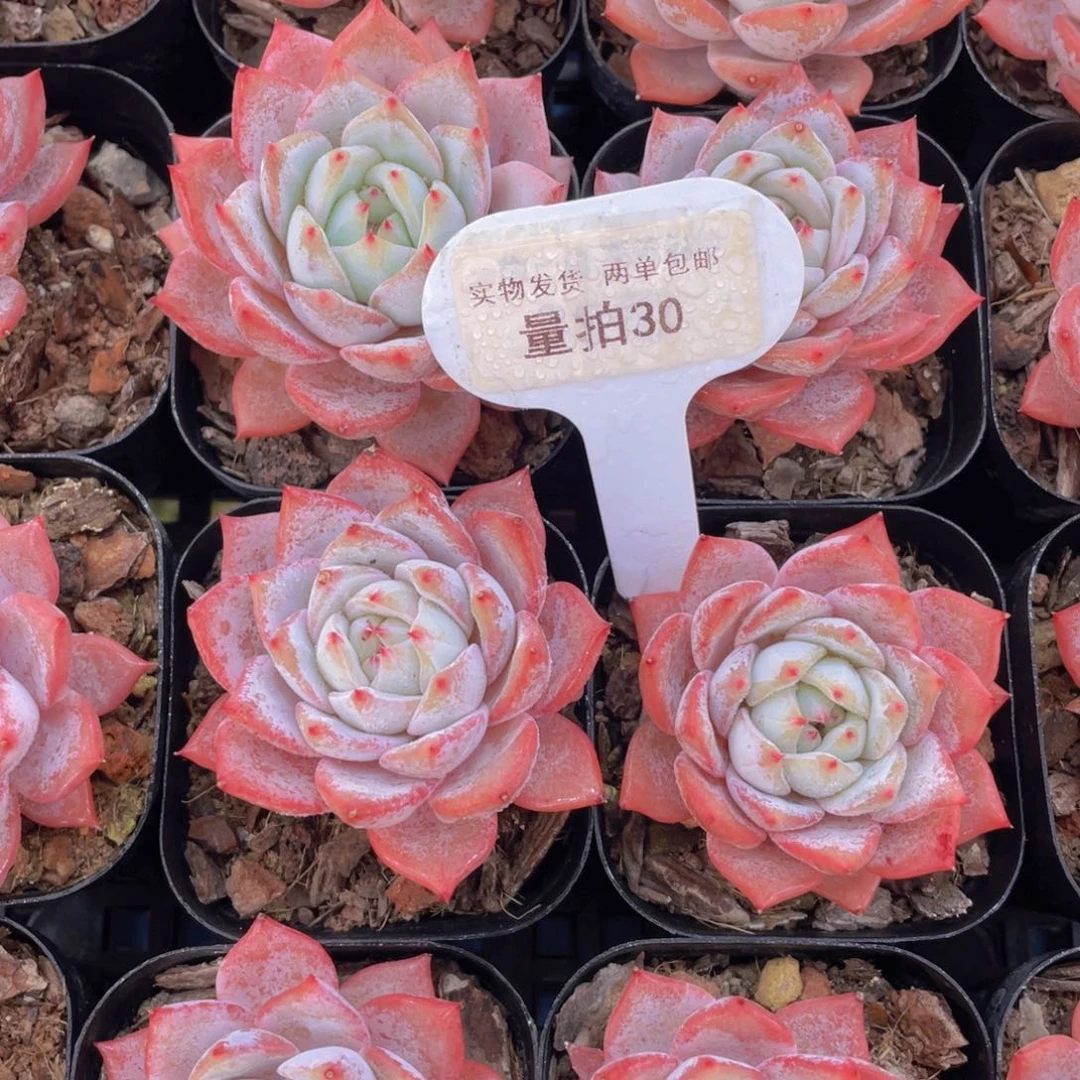 量拍30号全状态粉背韩版粉蓝鸟单头一个