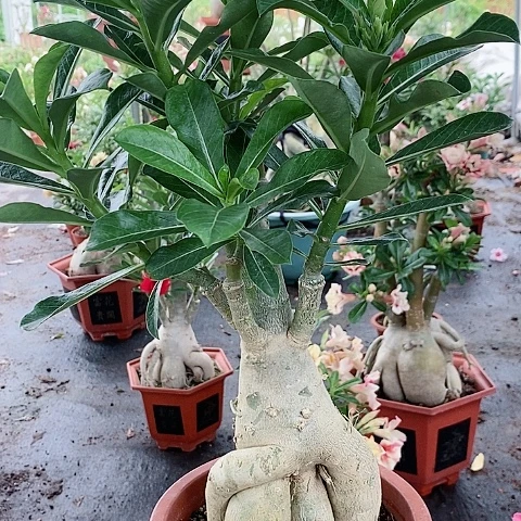 【闪购商品】无花朵惠**?